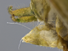 male terminalia, lateral view. Depicts CollectionObject 1593138; 4a056888-9c80-4f21-b203-9eaa29f5e006, a CollectionObject.