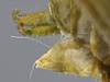 CollectionObject 1593138; 4a056888-9c80-4f21-b203-9eaa29f5e006: male terminalia, lateral view. (CollectionObject).