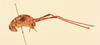CollectionObject 2069339; 6d886fd4-0cc0-4dc6-b03c-dd3e5b92b455, NHMUK012505201: male, lateral view (paralectotype). (CollectionObject).