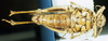 CollectionObject 1537526; b3cb5c1b-b2a9-4675-bca7-377b6ebe639a: female, ventral view (syntype of Karasicola ortendahli). (CollectionObject).