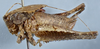 CollectionObject 2602179; CAS Entomology type 20376, 0ef0f362-d0b6-4e86-b9fa-c1b15fe11671: (CollectionObject).