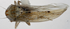 Habitus, dorsal view: !! display not done !! on T4441: Loeia Duan, 2017: (Observation).