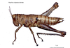 Hisychius nigrispinus Stål, 1878: female. (Otu).