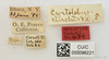 Other: !! display not done !! on Cyrtolobus cinctus Van Duzee, 1908: (Observation).