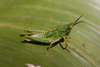 Parasphena ngongensis Kevan, 1948: female, lateral view (Ngong Hills). (Otu).