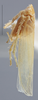 Habitus, lateral view: !! display not done !! on Empoasca (Empoasca) loreta Ross, 1959: Lateral. (Observation).