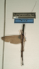 CollectionObject 1562069; NMW 989, 8eb7c6bf-bf53-4007-bc7b-9ab11723f4d4: copyright NMW, Vienna. male of Paradiacantha aeneicollis (holotype). (CollectionObject).