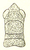 Kuantania squamipennis Miller, 1935: Fig. 3 B. female head an pronotum from above. (Otu).