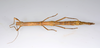CollectionObject 1591896; acb19454-91fe-4db1-8508-ffc928ca2afd: copyright USNM, Washington. female, dorsal view (paratype). (CollectionObject).;CollectionObject 1591897; d1971875-9839-4678-8b9d-2ea18fbdd7eb: copyright USNM, Washington. female, dorsal view (paratype). (CollectionObject).