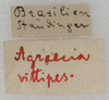 labels. Depicts CollectionObject 1531377; 803053cb-4756-4baa-b6a0-d56d51b3ea07, a CollectionObject.