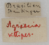 CollectionObject 1531377; 803053cb-4756-4baa-b6a0-d56d51b3ea07: labels. (CollectionObject).