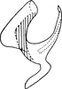 Aedeagus, lateral view on Arboridia (Arboridia) cardinalis (Distant, 1918): Aedeagus, lateral view. (Observation).