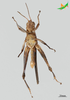 CollectionObject 2243732; 7cbcacbc-4e8f-48bb-a03d-632d2adea8f0, Unioeste Cascavel K-0850: Male, ventral view. (CollectionObject).