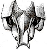 Anaulacomera (Anaulacomera) angustifolia (Saussure, 1859): male subgenital plate and cerci. (Otu).
