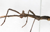 CollectionObject 1557781; f4425a73-ba55-47d7-b674-4484d3aec07a: copyright MNHG, Geneva. male: head & thorax, lateral view (holotype). (CollectionObject).
