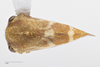 Habitus, dorsal view: !! display not done !! on Cyrtolobus togatus Woodruff, 1924: (Observation).
