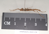 CollectionObject 1560491; NHMUK(SF IMPORT DUPLICATE) 845128, 81f27b38-b3f2-4413-a052-00ace60aa4e3: copyright Natural History Museum, London. male, lateral view (holotype). (CollectionObject).