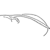 Pygofer, lateral view: Pygofer, lateral view. (Observation).