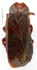CollectionObject 1587272; MNHN(SF IMPORT DUPLICATE) MNHN-EP-EP1219, e7ef65d1-31b3-42d0-bb3e-e93092bad5da: CC BY-NC-ND 4.0/MNHN - Depraetere Marion - 2014. Non type, female. Specimen number: MNHN-EP-EP1219. http://coldb.mnhn.fr/catalognumber/mnhn/ep/ep1219. (CollectionObject).