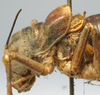CollectionObject 1516719; 1003f346-b9f5-41a9-9605-1a84054075c5: female head and pronotum, lateral view (holotype). (CollectionObject).