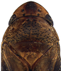 Head on Coarctana asymmetrica Domahovski & Cavichioli, 2023: Male holotype [DZUP]: head, pronotum and mesonotum, dorsal view. (Observation).