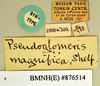 CollectionObject 1552824; NHMUK(SF IMPORT DUPLICATE) BMNH(E) 876514, eb1c8b59-0379-495e-8297-f820766c55e3: Copyright Natural History Museum, London. Labels from syntype of Pseudoglomeris magnifica. (CollectionObject).