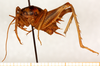 CollectionObject 1499232; 4e79abae-740c-4317-a262-267413a49bdf: male, lateral view (holotype). (CollectionObject).