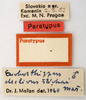 labels (paratype of Euchorthippus declivus stichai Maran, 1954). Depicts CollectionObject 1575342; 4bb9eb39-709e-4a70-826d-be80ebe74d97, a CollectionObject.