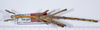 CollectionObject 1556971; ANSP(SF IMPORT DUPLICATE) 5631, 98b2dcfe-9fcd-4a52-9ae2-6fba5d4001e7: copyright ANSP. male, dorsal view (holotype). (CollectionObject).