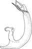 Aedeagus, lateral view on Shamala (Shamala) ricasta Dworakowska, 1981: Aedeagus, lateral view. (Observation).