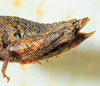 CollectionObject 1526831; ba5055e5-ad07-4767-82f5-fff6f40a7b42: female abdomen, lateral view (paratype). (CollectionObject).