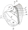 Anurogryllus (Urogryllus) toltecus (Saussure, 1874): Fig. 7 E. right tegmen of male. (Otu).