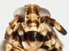 Head: !! display not done !! on Pissonotus quadripustulatus (Van Duzee, 1909): (Observation).