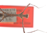 CollectionObject 1560169; e33244d8-5110-45f7-8764-697dc8255d87: copyright ZMB, Berlin. male: head and thorax, dorsal view (holotype). (CollectionObject).