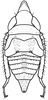 Nymph on Chlidochrus tristis Emeljanov, 1962: (Observation).