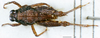CollectionObject 1505132; a9b92574-a567-4cb8-b8ba-1609423509c8, DORSA D003XM01: male, dorsal view. (CollectionObject).