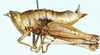 Ibonikawhite fissicauda (Descamps, 1977): female, lateral view. (Otu).