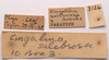 CollectionObject 2627868; CNMS 3124, 79d94e4f-cef6-49d8-8b29-64a1499a6027: Label. paratype female. (CollectionObject).