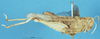 CollectionObject 1507084; d503f94b-37ee-4a0a-ba57-9271dfb19745: female, lateral view (holotype). (CollectionObject).