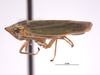 Habitus, lateral view on Draeculacephala inscripta Van Duzee, 1915: (Observation).