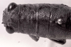 CollectionObject 1526823; 6ba23ba4-8f5e-4a1f-a5d3-c0ecb582c71b: Image C.S. Carbonell. female head and pronotum, dorsal view. (CollectionObject).