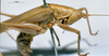 CollectionObject 1531456; f96a3069-94ec-4cab-acd9-f928f206747e: male, lateral view (syntype). (CollectionObject).