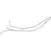 Pygofer appendages: !! display not done !! on Afrasca silvicola (Dworakowska, 1972): Pygofer process, lateral view. (Observation).