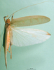CollectionObject 1500441; cd479579-53af-46a4-b2bb-41f2d7035c70: male habitus dorsal view (syntype of Mataeus longipennis). (CollectionObject).