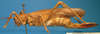 CollectionObject 1538357; 9a68aa43-bf07-4555-b12a-b3e343fbc4cf: female, lateral view (syntype). (CollectionObject).