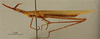 CollectionObject 1518972; 08330e8b-8831-4b92-b92f-551982793689: male, lateral view (holotype of Acrida turrita tunetana). (CollectionObject).