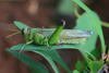 FieldOccurrence 139; 8fce5f57-f108-4d7e-8f97-2011824b4953; Tanzania
Rau forest near Moshi Kilimanjaro, 2014/03/??: female, lateral view. (FieldOccurrence).