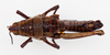 CollectionObject 1504683; 3e33759e-dddd-41ca-bd8b-45d99d62d8f5: female, dorsal view (holotype of Monistria zebrata). (CollectionObject).