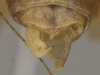 CollectionObject 1597299; a7b754e6-7912-4bd6-b8c6-2a6a317514e8: Male postabdomen, dorsal view (paratype). (CollectionObject).;CollectionObject 1597300; 06aeebe9-d116-47aa-aea5-d6707570be3e: Male postabdomen, dorsal view (paratype). (CollectionObject).