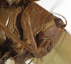 CollectionObject 1529776; 6cb2042f-4168-4eb6-8fb9-d4632b3a9beb: female pronotum, lateral view (holotype). (CollectionObject).